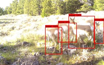 Neighbors to Nature: A Cache Creek Study Adds Batch Processing Function for Camera Images