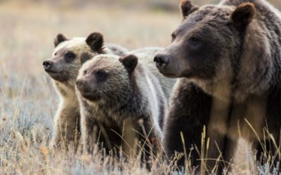 Protect our Bears by Keeping Them Wild