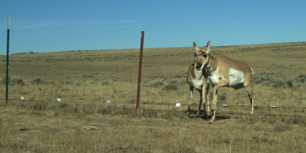 Support Us | Jackson Hole Wildlife Foundation