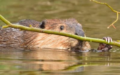 Beaver Project