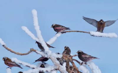Winter Backyard Birds of Jackson Hole