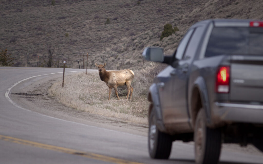 Are Wildlife-Vehicle Collisions on the Rise?