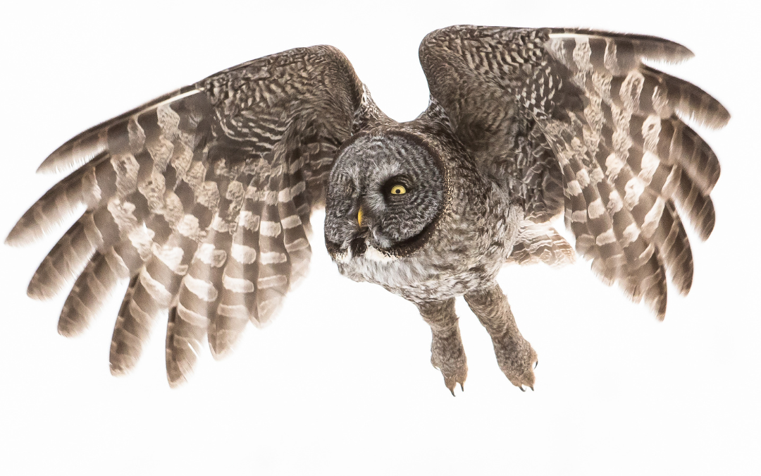 Owls of the Greater Yellowstone Ecosystem