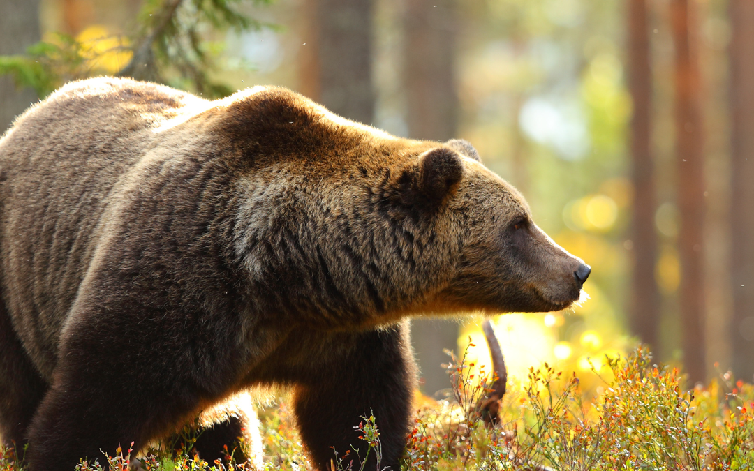 LIVING SAFELY WITH BEARS IN JACKSON HOLE