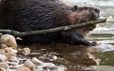 REVIVING ECOSYSTEMS: HOW BEAVER DAM ANALOGS ARE RESTORING WYOMING’S RIVERSCAPES