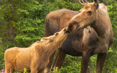 Protecting Wildlife in Teton County, Idaho and Wyoming