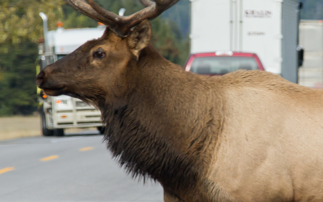 Elk Migration and Movement in Jackson Hole: Protecting Wildlife and Drivers