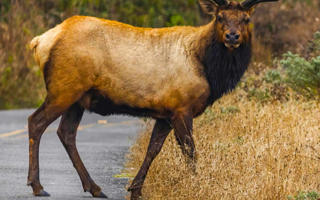 Wildlife on the Road – Springtime in Jackson