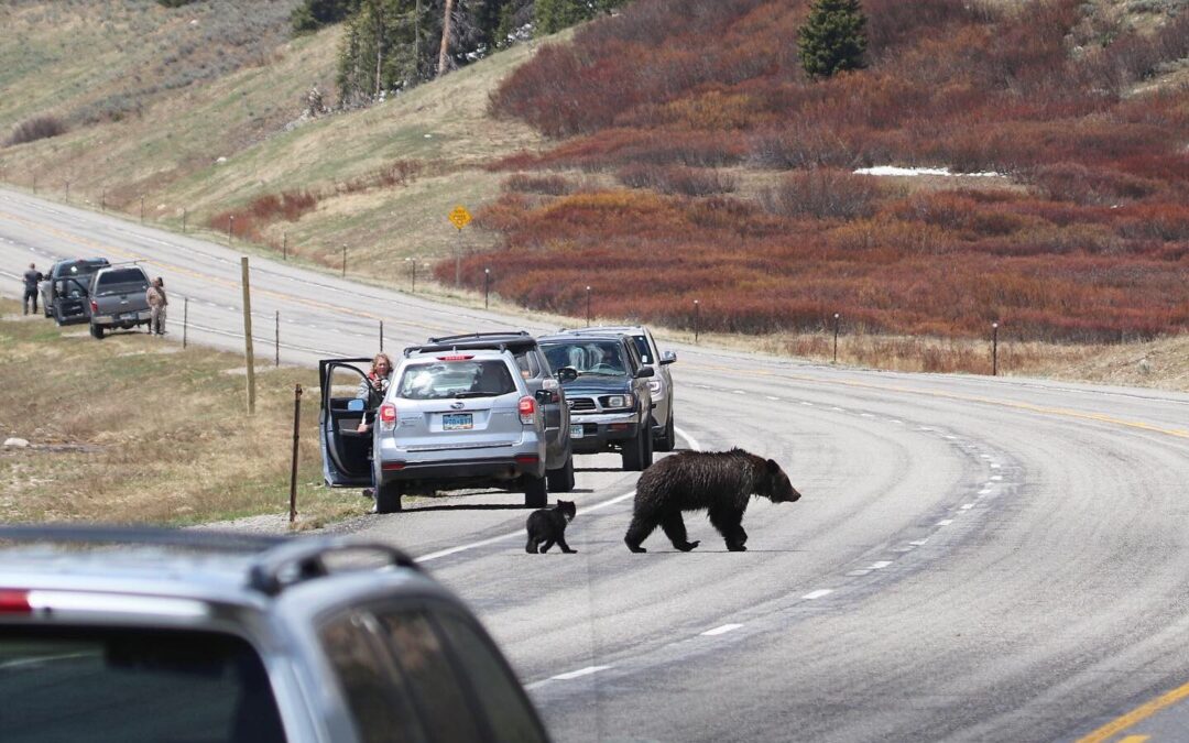 Help Keep Bears Wild and People Safe on Togwotee Pass