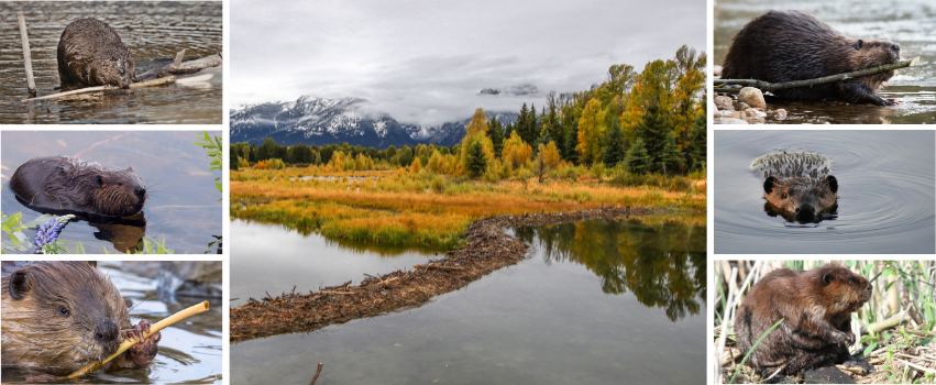 Learning from Beavers: Restoration and Resilience